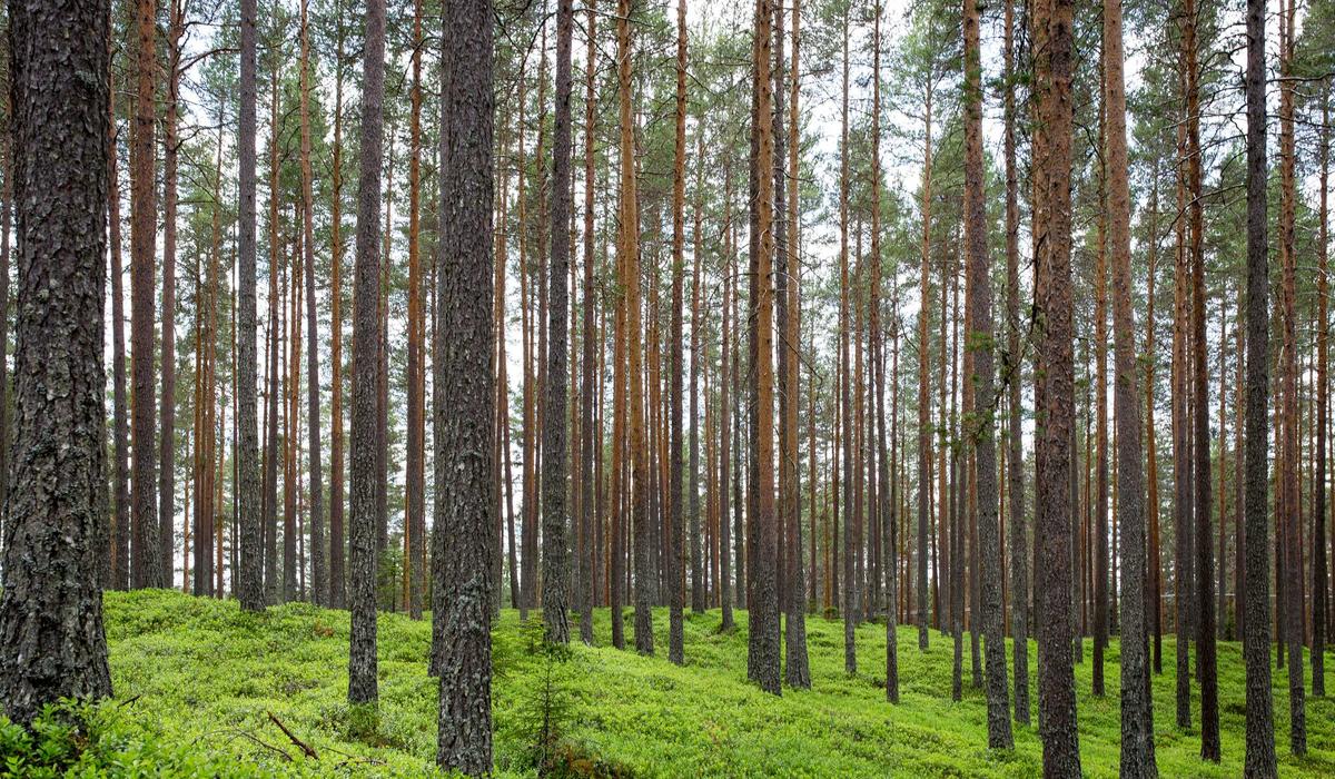 Inside making a complete checklist: notes, examples and checks